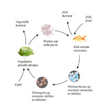 Fig 3.2 Aquaponic bio-cycle