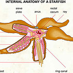 Ability to regenerate, and centralized its arms, it also can survive without some of them.