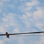 Hanging Babies, Photographic print 70x100cm