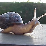 the snail