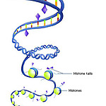 DNA folding