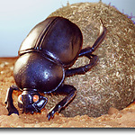 Dung Beetle