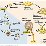 slime mold