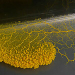 slimemold