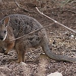 tammar wallaby