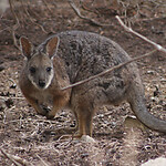 tammar wallaby