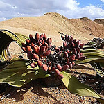 Welwitschia