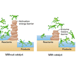 Activation energy.gif