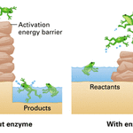 Activation energy.gif