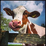 happy cow